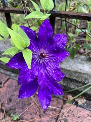 Clematis florida