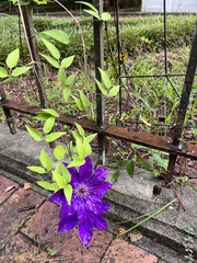 Clematis florida
