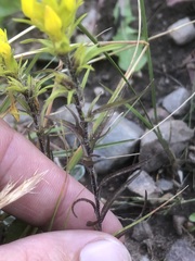 Orthocarpus luteus