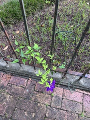 Clematis florida