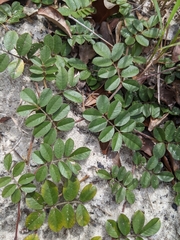 Tephrosia mysteriosa