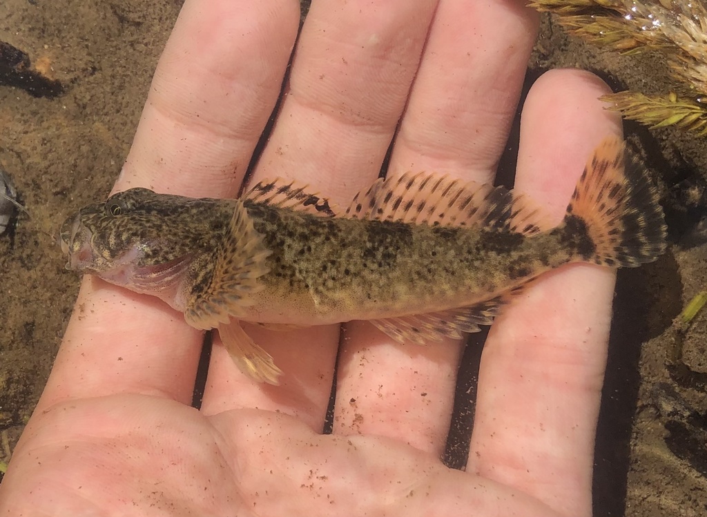 Columbia Sculpin