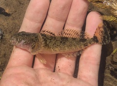 Cottus hubbsi