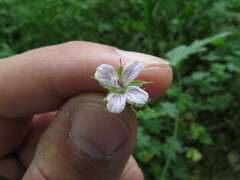 Geranium sibiricum