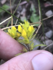 Orthocarpus luteus