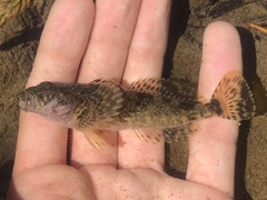 Cottus hubbsi