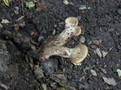 Cerioporus squamosus