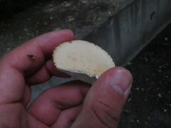 Cerioporus squamosus