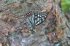 Hestina assimilis formosana
