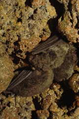 Myotis macrodactylus