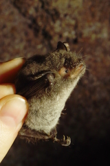 Myotis macrodactylus
