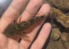 Cottus hubbsi