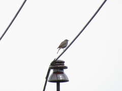 Phoenicurus ochruros