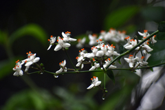 Tripogandra grandiflora