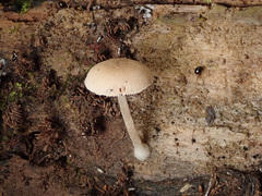 Pluteus semibulbosus