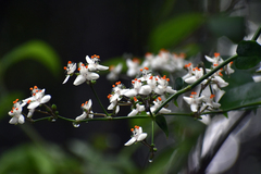 Tripogandra grandiflora