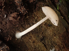 Pluteus semibulbosus