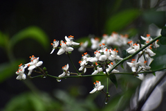 Tripogandra grandiflora