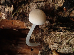 Pluteus semibulbosus