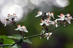 Tripogandra grandiflora