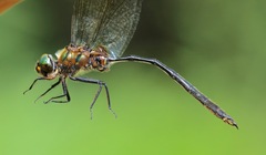 Somatochlora franklini