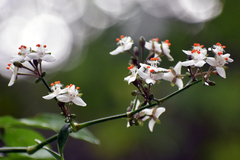 Tripogandra grandiflora