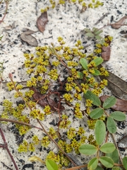 Paronychia herniarioides