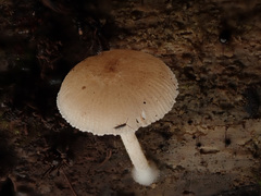 Pluteus semibulbosus