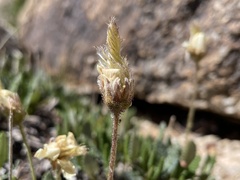 Dryas hookeriana