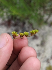 Paronychia herniarioides