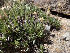 Dryas hookeriana