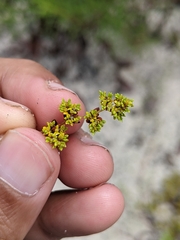Paronychia herniarioides