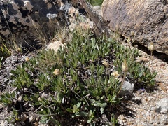 Dryas hookeriana
