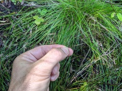 Carex leptalea leptalea