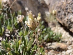 Dryas hookeriana