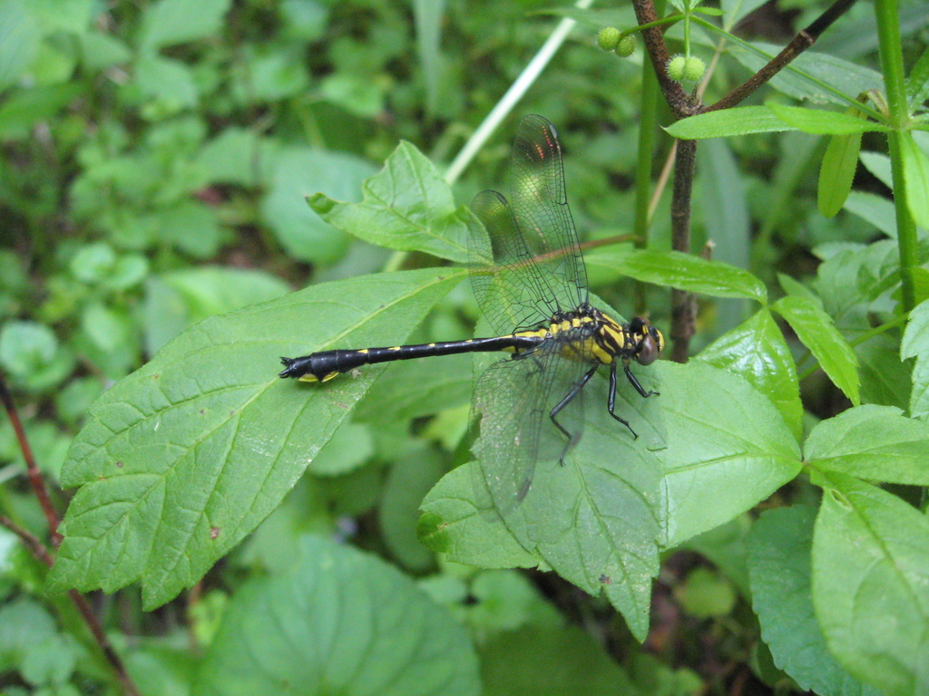 Green-faced Clubtail