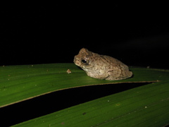 Dendropsophus parviceps