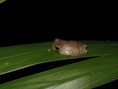 Dendropsophus parviceps
