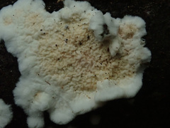 Crystallicutis serpens