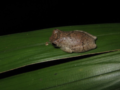 Dendropsophus parviceps