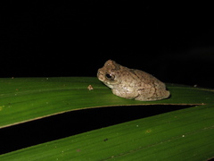 Dendropsophus parviceps