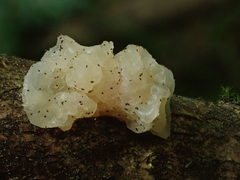 Tremella crystallina