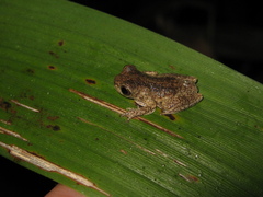 Dendropsophus parviceps