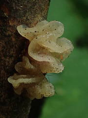 Tremella crystallina