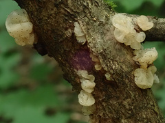 Tremella crystallina