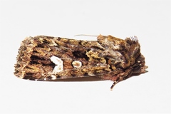 Ectopatria horologa