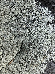 Lecanora argopholis