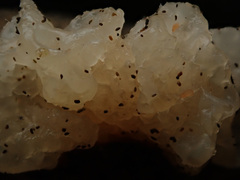 Tremella crystallina