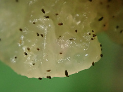 Tremella crystallina