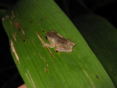 Dendropsophus parviceps